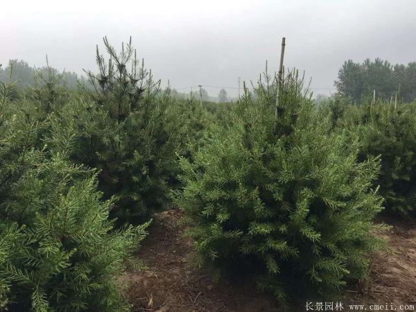 白皮松圖片白皮松基地實拍 白皮松圖片白皮松基地實拍