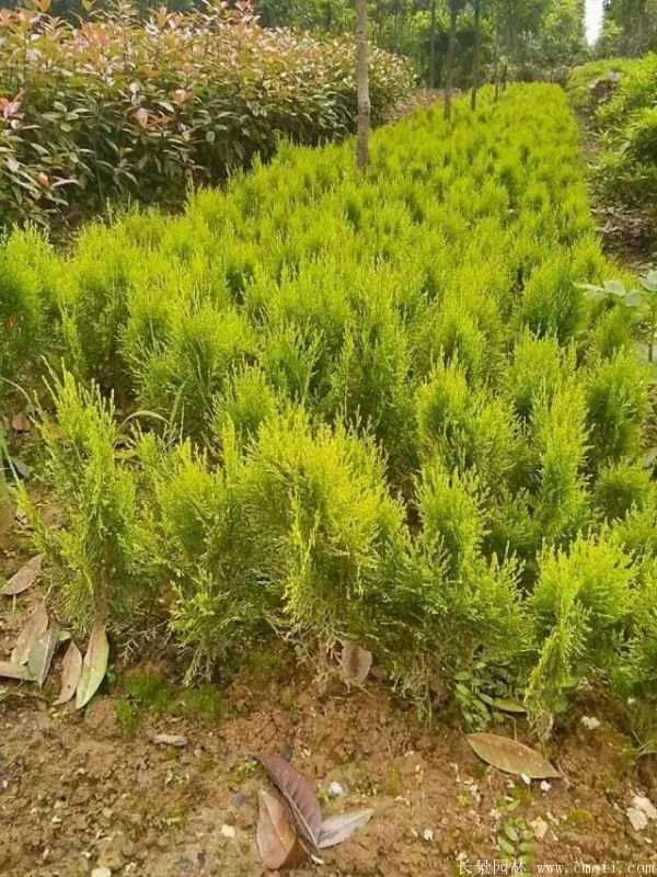 灑金柏圖片灑金柏基地實拍