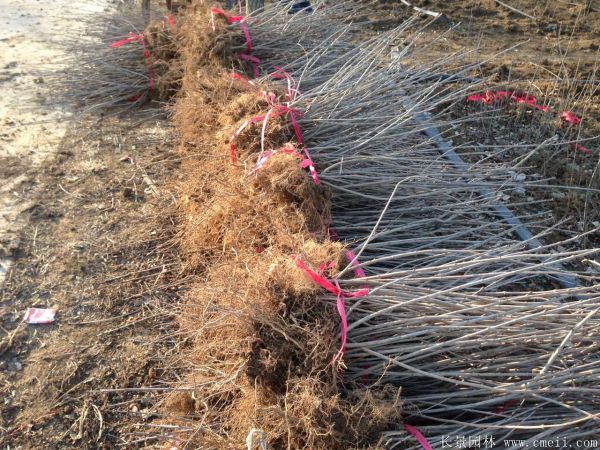 丁香圖片基地實拍 丁香圖片基地實拍