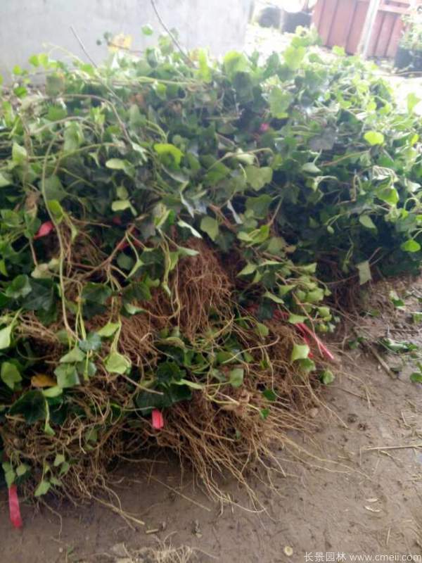 三葉地錦苗圖片基地實拍