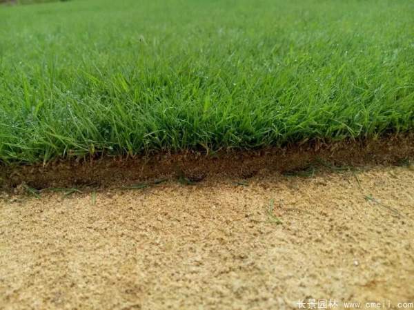 草坪圖片 草坪圖片