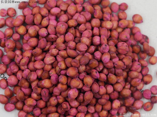 高丹草種子圖片