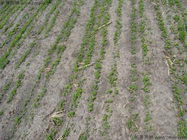 藍花亞麻種子發(fā)芽出苗圖片