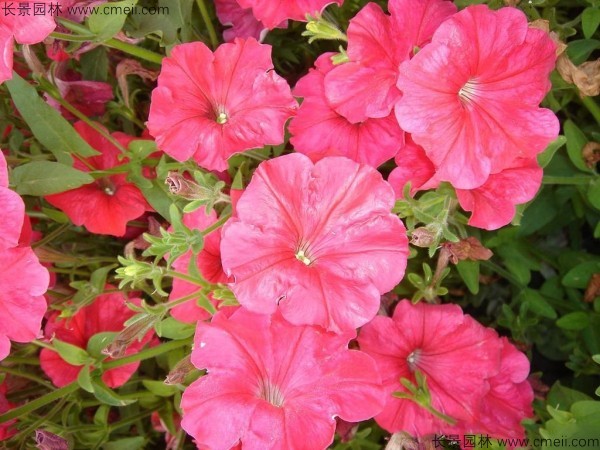 牽?；ǚN子發(fā)芽出苗開花圖片