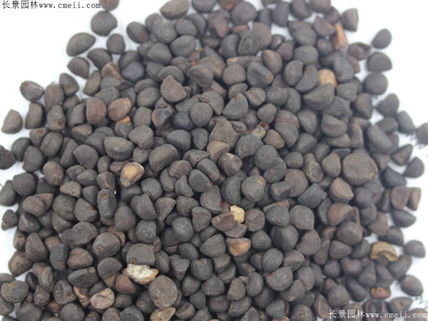 牽?；ǚN子圖片