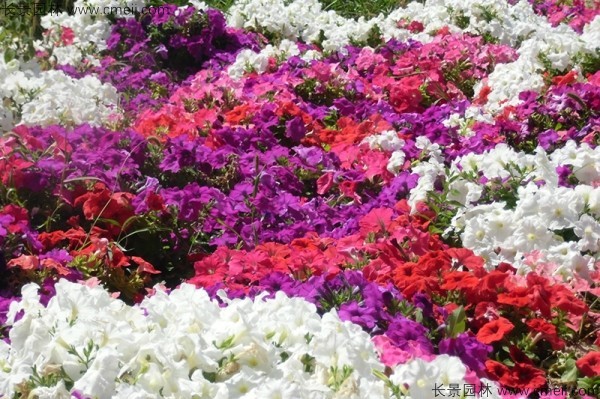 牽?；ǚN子發(fā)芽出苗開花圖片