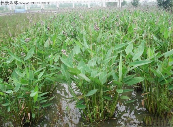 再力花種子發(fā)芽出苗圖片