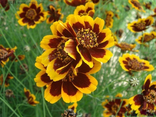 金雞菊種子發(fā)芽出苗開花圖片 金雞菊種子發(fā)芽出苗開花圖片