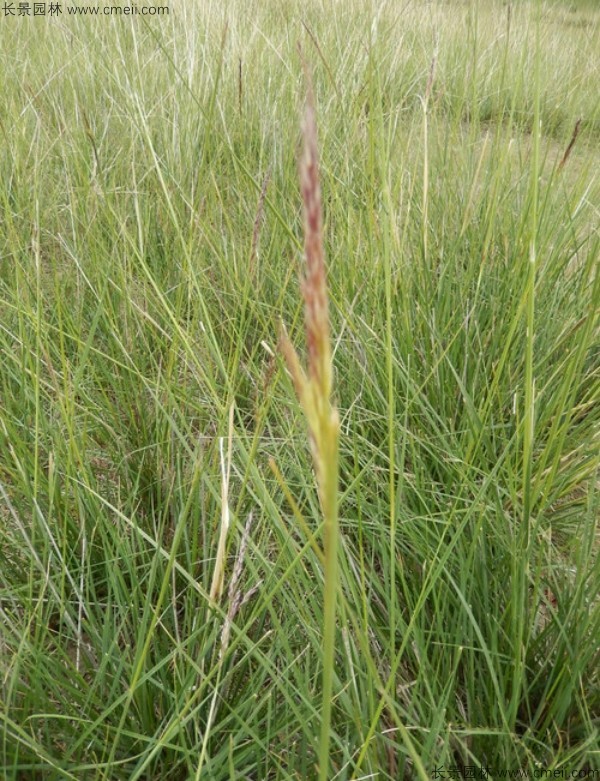 芨芨草種子發(fā)芽出苗圖片