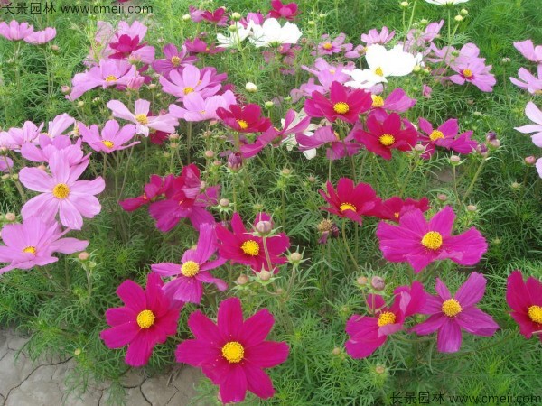 格?；ǚN子發(fā)芽出苗開花圖片