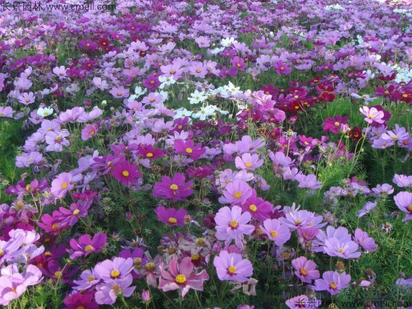 格?；ǚN子發(fā)芽出苗開花圖片