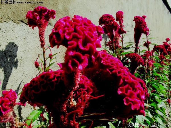 藥用雞冠花 藥用雞冠花