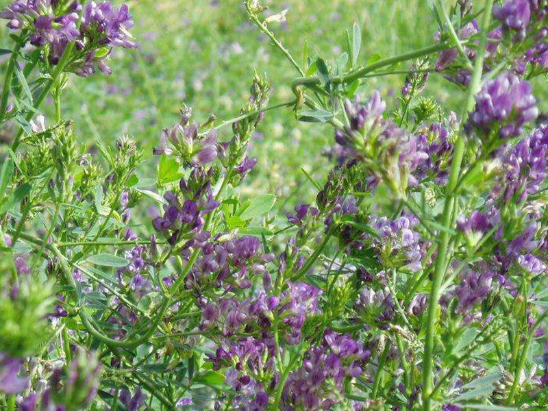 紫花苜蓿 紫花苜蓿