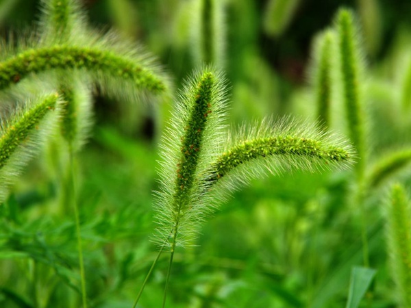 狗尾草 狗尾草