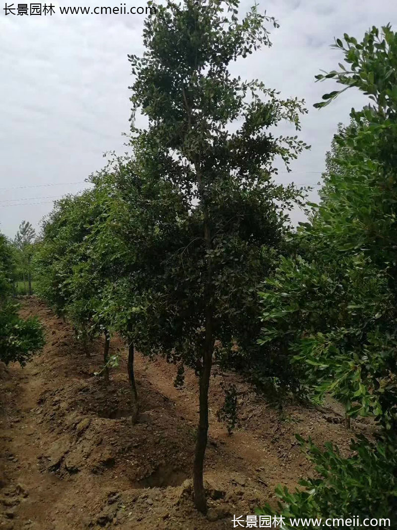 小葉黃楊樹 小葉黃楊樹