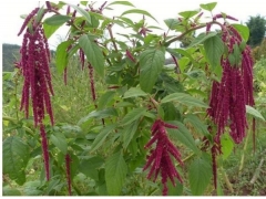 適合鹽堿地種植的牧草有哪些