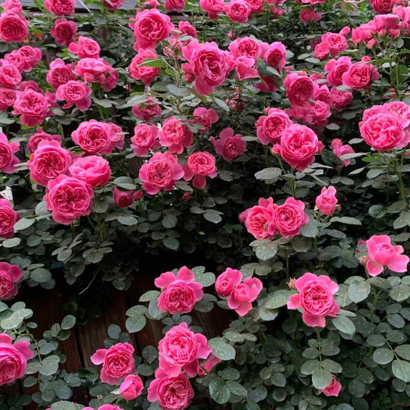 月季拱門 來自長(zhǎng)景園林 月季拱門 來自長(zhǎng)景園林