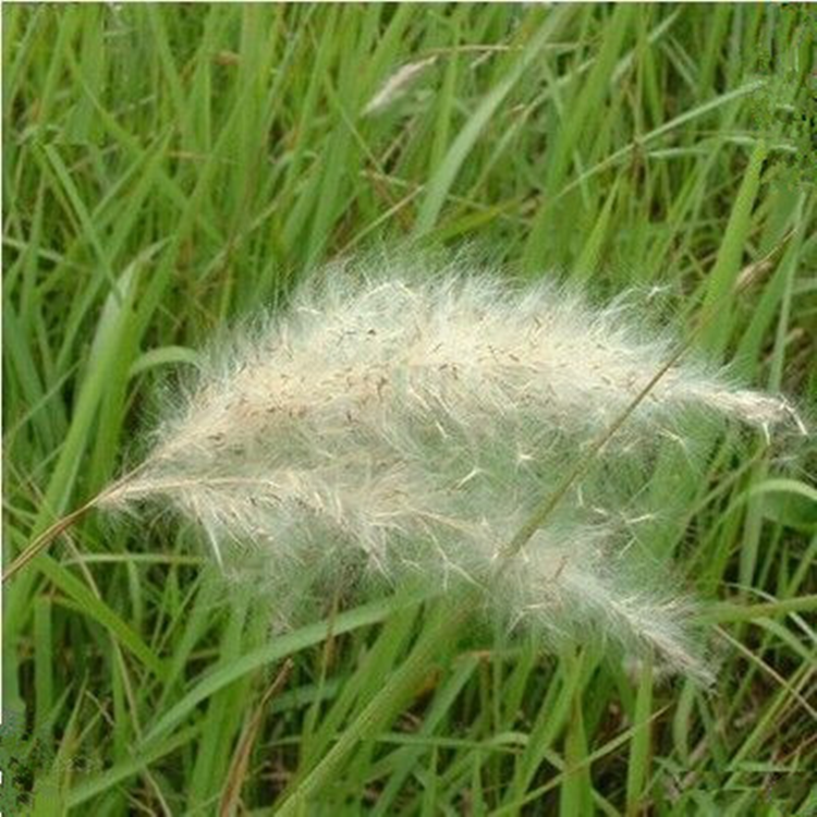 茅草 茅草