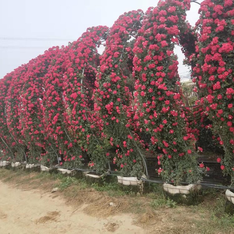 月季拱門 來自長(zhǎng)景園林 月季拱門 來自長(zhǎng)景園林