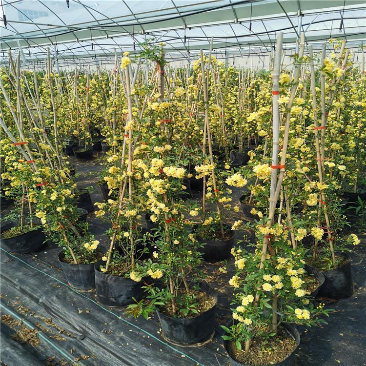 黃色木香 黃色木香